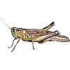Avatar von ahuramerchis