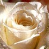Avatar von Amorecuore