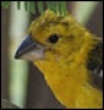 Avatar von Vicpkrmoreno1995