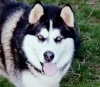 Avatar von Xeliuska